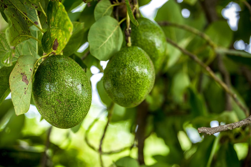 El aguacate es un producto de exportación de México.